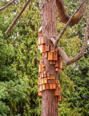 Yuvalama kutulu sedir ağacı vücut üzerinde kalabalık. Ağaç gövdesi üzerinde kuş evleri şehir