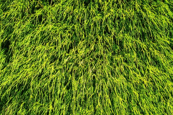Green leaves of thuja growing down. Green leaves texture background. — Stock Photo, Image
