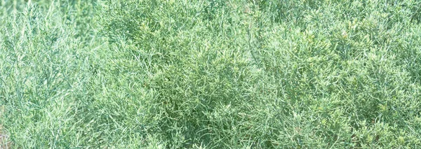 Fresh dry grass texture in th middle of sunny day — Stock Photo, Image