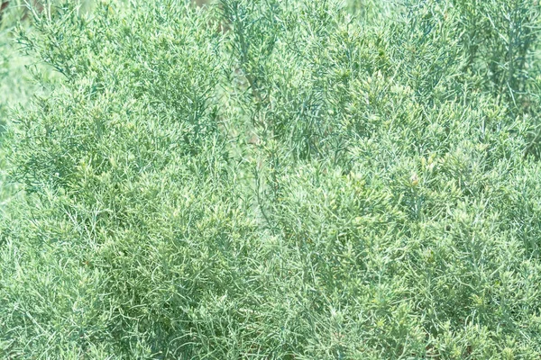 Свежая текстура сухой травы в середине солнечного дня — стоковое фото