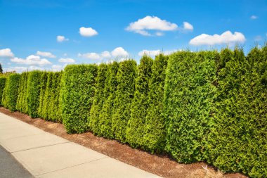 Bulutlu gökyüzü arka plan üzerinde beton kaldırım boyunca uzun yeşil çit