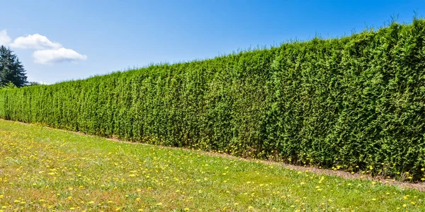 Largo seto verde a lo largo de la acera de hormigón sobre fondo cielo nublado — Foto de Stock