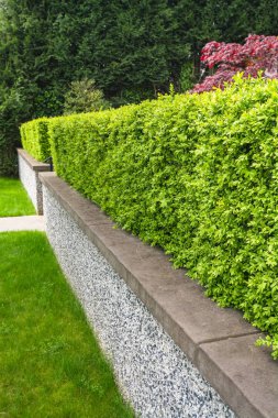 Green hedge fence on land terrace in front of a house. clipart