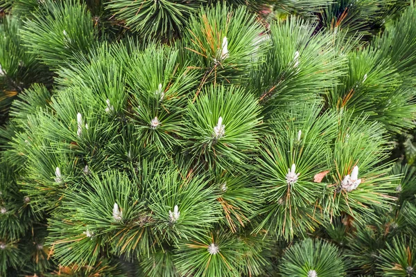 Groene dennenboom verlaat close-up. Fir Tree laat textuur achtergrond — Stockfoto