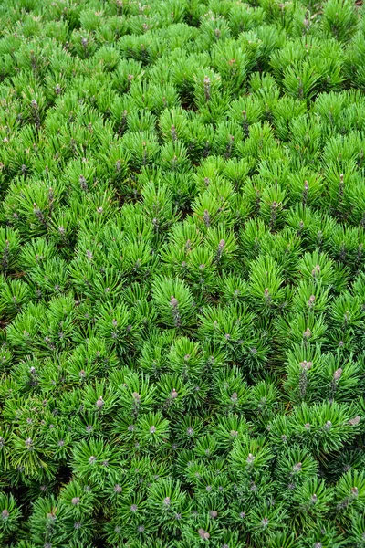 Groene Pine Tree verlaat textuur natuurlijke achtergrond. — Stockfoto