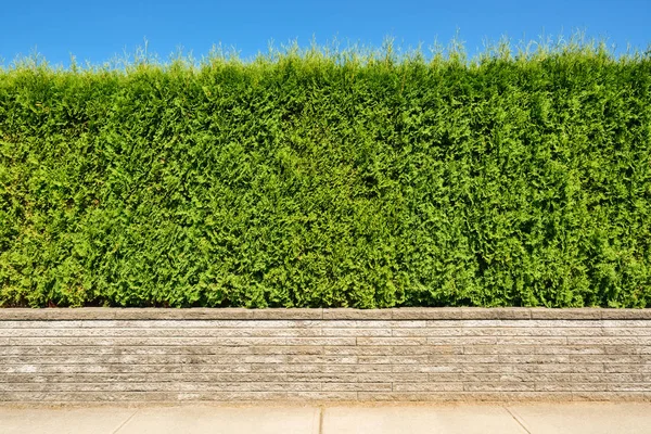 Crecimiento de cobertura verde en la terraza de tierra en el fondo del cielo azul — Foto de Stock