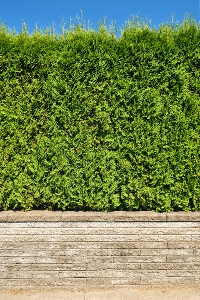 Rostoucí zelený plot na terase na modrém nebi — Stock fotografie