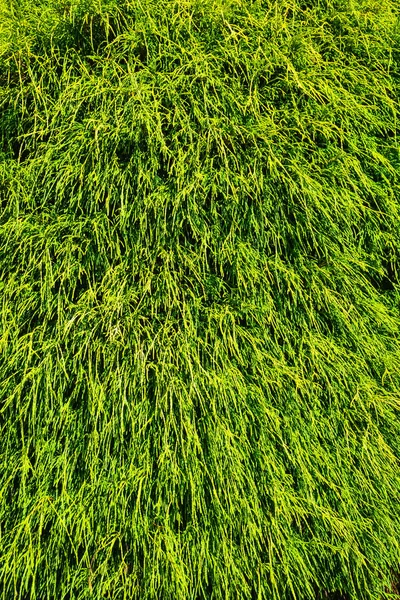 Groene bladeren van Thuja groeien naar beneden. Groene bladeren textuur achtergrond. — Stockfoto