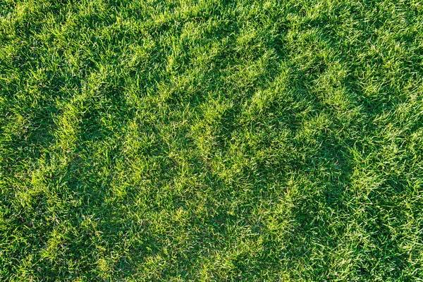 Grass lawn natural texture. Green grass background. — Stock Photo, Image