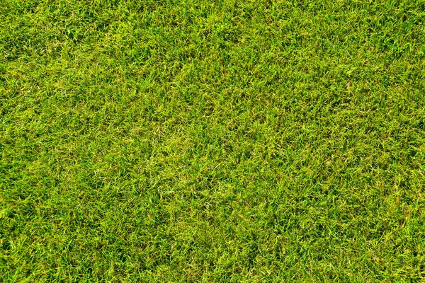 Grass lawn natural texture. Green grass background. — Stock Photo, Image