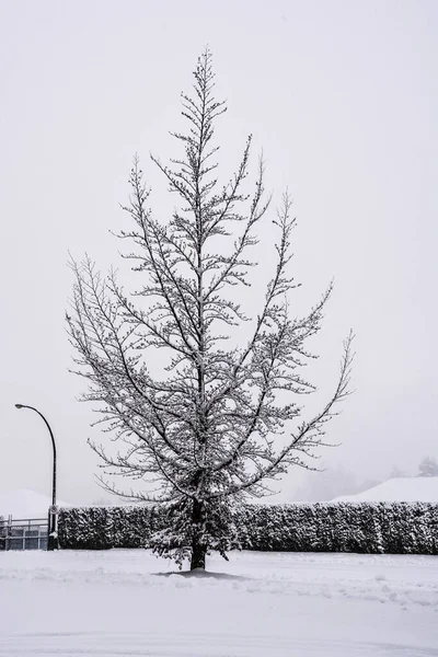 Albero solitario nella neve durante l'inverno in Canada . — Foto Stock