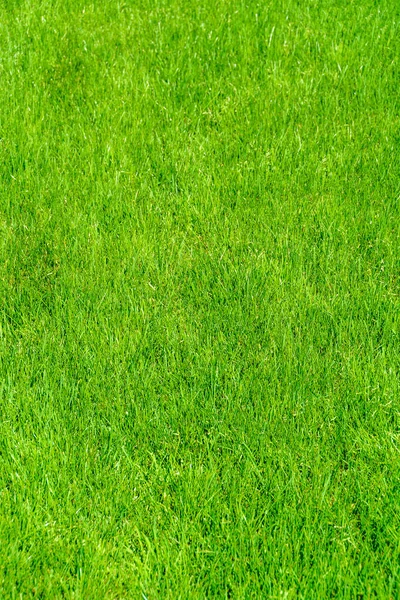 Grass lawn natural texture. Green grass background. — Stock Photo, Image