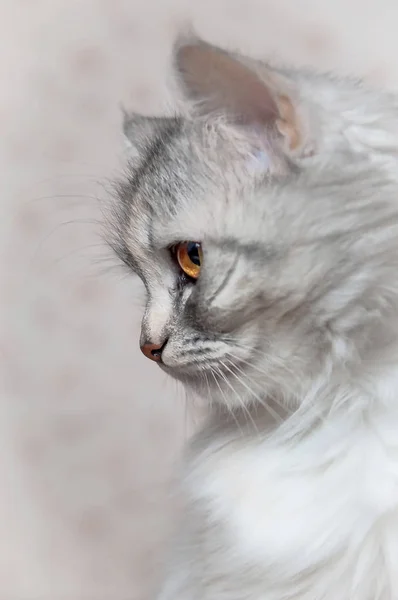 Huvud porträtt av katt på luft bakgrund — Stockfoto