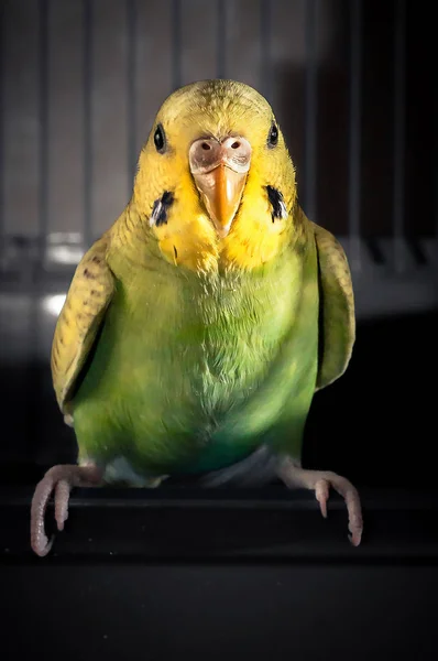 Muhabbet kuşu dişi yeşil papağan muhabbet kuşu kuş bir dalı tünemiş — Stok fotoğraf
