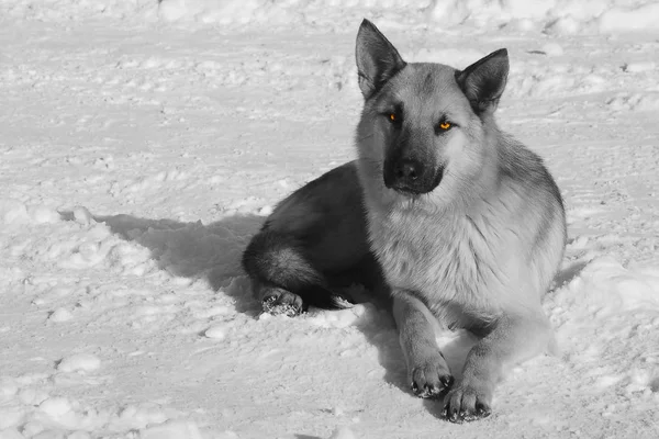 Zwart-wit portret van de hond leggen in witte verse sneeuw op Frosty winterdag. — Stockfoto