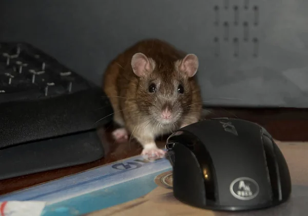 Szara mysz ukrywa mysz i klawiaturę komputerową — Zdjęcie stockowe