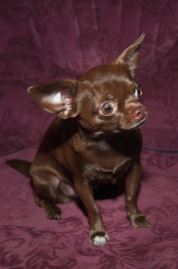Kanepede komik chihuahua köpek yavrusu