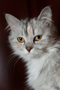 Koyu arkaplanda kedi