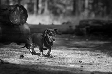 siyah ve beyaz dachshund çim üzerinde kalmak ve uzak lokking