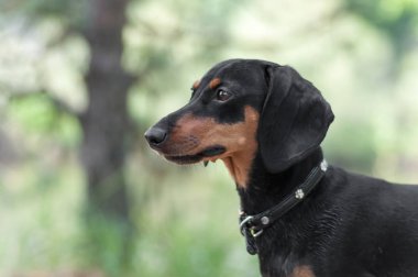dachshund çimenler üzerinde kalmak ve ormanda uzak lokking