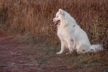 Sibirya samoyed husky parkta sonbahar günbatımında