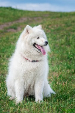 mutlu Sibirya samoyed husky parkta yaz çim üzerinde