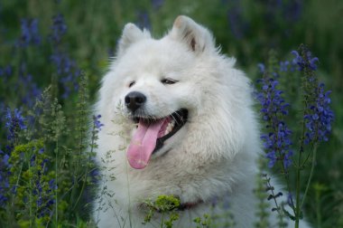 portre mutlu Sibirya samoyed husky parkta yaz çim üzerinde