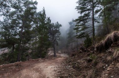 yoğun ormanda güzel yalnız yol, Türkiye
