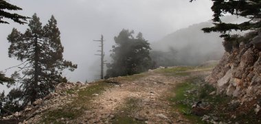 yoğun ormanda güzel yalnız yol, Türkiye