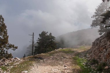 yoğun ormanda güzel yalnız yol, Türkiye