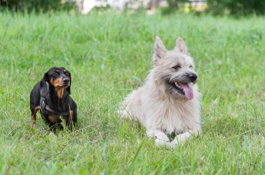 çim yaz parkta iki köpek dachshund