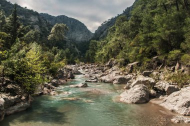 yoğun ormanda dağ nehri, Türkiye