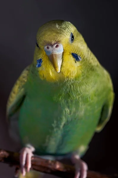 Budgerigar fêmea papagaio verde budgie pássaro empoleirado em um ramo — Fotografia de Stock