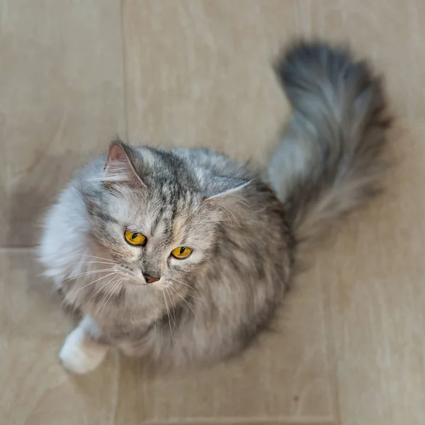 Gato sentado en el suelo de madera — Foto de Stock