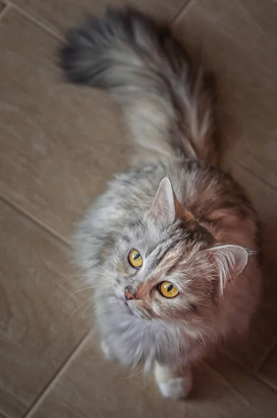 Gato sentado en el suelo de madera — Foto de Stock