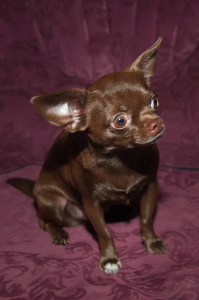 Lustiger Chihuahua-Welpe auf dem Sofa — Stockfoto