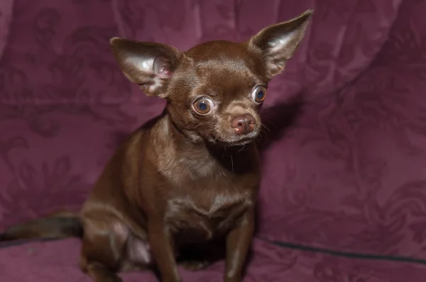 Funny chihuahua puppy on the sofa