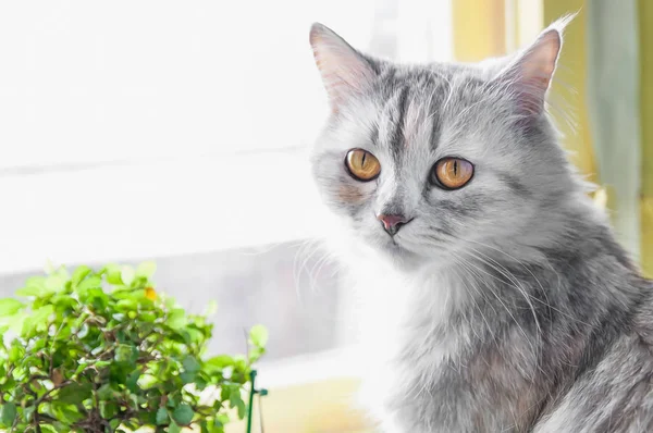 Кіт сидить біля вікна з квіткою — стокове фото