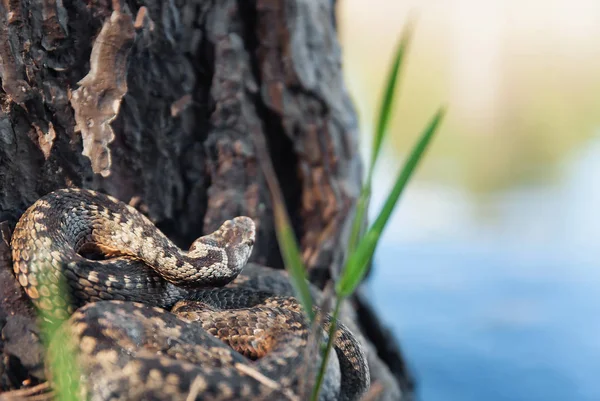 Serpente su un albero vicino al fiume con erba — Foto Stock