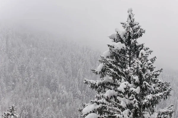 Зимний альпийский фон с горной местностью и заснеженной текстурой деревьев. Банско, Болгария — стоковое фото