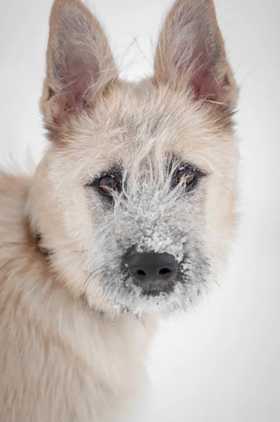 Porträtt fryst hund på vintern går i parken — Stockfoto
