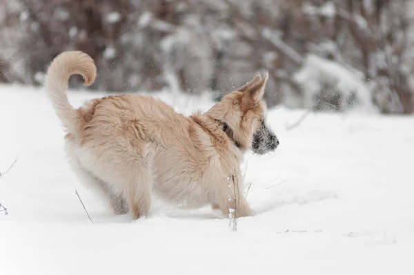 Kolejny pies gra zimowych spacerów w parku — Zdjęcie stockowe