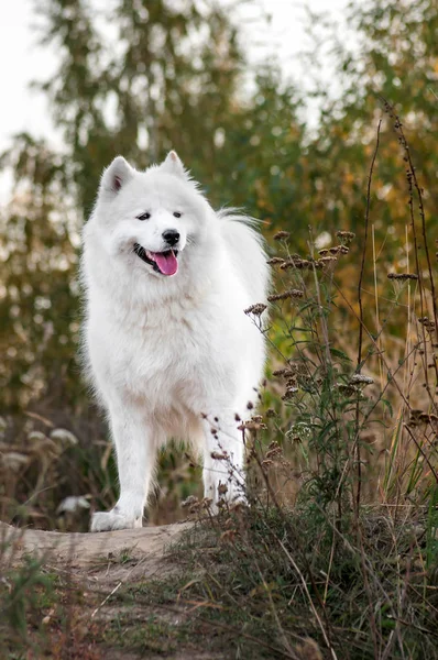 Siberiano samoyed husky nel parco al tramonto autunnale — Foto Stock