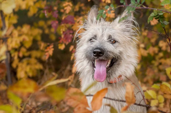 Retrato feliz retrato de un perro feliz en hojas amarillas — Foto de Stock