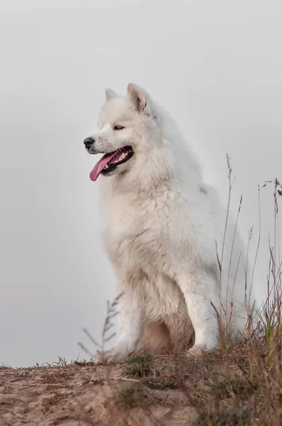 Siedząc szczęśliwy syberyjski Samoyed Husky w parku na jesieni zachód słońca — Zdjęcie stockowe