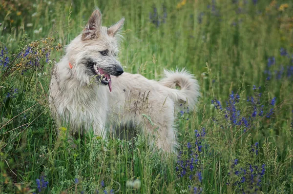 Feliz perro blanco sonriendo en el parque en el verano hierba — Foto de Stock