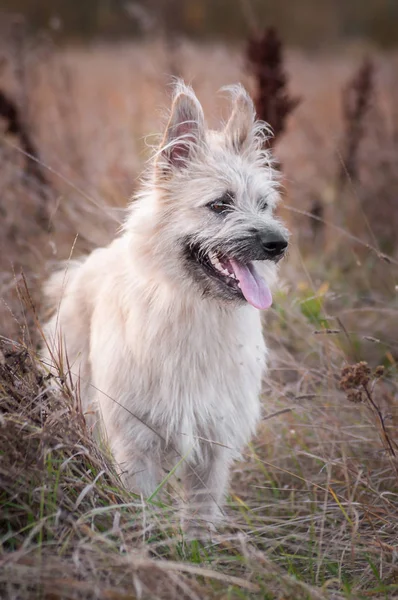 Retrato feliz blanco perro sonriendo en parque en hierba verano — Foto de Stock
