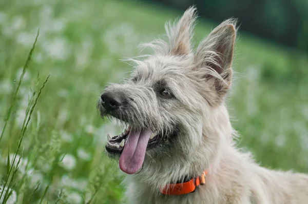 Retrato feliz blanco perro sonriendo en parque en hierba verano — Foto de Stock