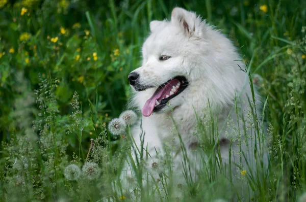 Felice siberiano samoyed husky in parco su erba estiva — Foto Stock