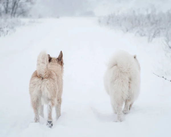 Deux chiens marchant dans le parc à neige le jour d'hiver — Photo